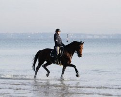 dressage horse Bonne Claire (Oldenburg, 2012, from Bordeaux 28)