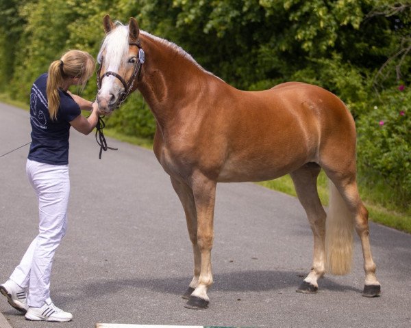 broodmare Sulea-Safiyah von den Alleegärten (Haflinger, 2017, from Borneo)