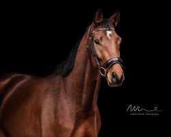 dressage horse Distelstein (Trakehner, 2017, from Scaglietti)