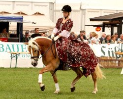 horse Aurélie-Amadea von den Alleegärten (Haflinger, 2008, from Nobelius)