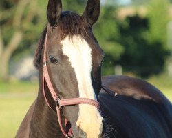 horse Quantana (Deutsches Sportpferd, 2006, from Quaterman I)