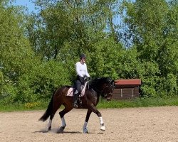 dressage horse Janairo 3 (Westphalian, 2013, from Jazzmate)