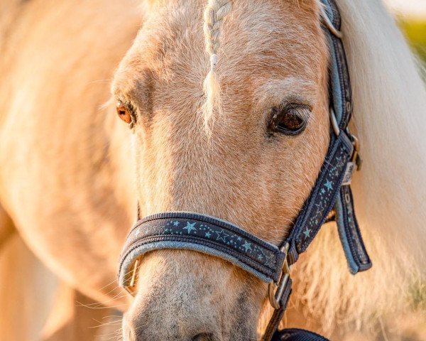 Pferd Hermits Cream Cracker (Shetland Pony (unter 87 cm), 1998, von Castlebrook Tom Thumb)