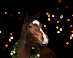 dressage horse Diadem ES (German Riding Pony, 2014, from Viktor)