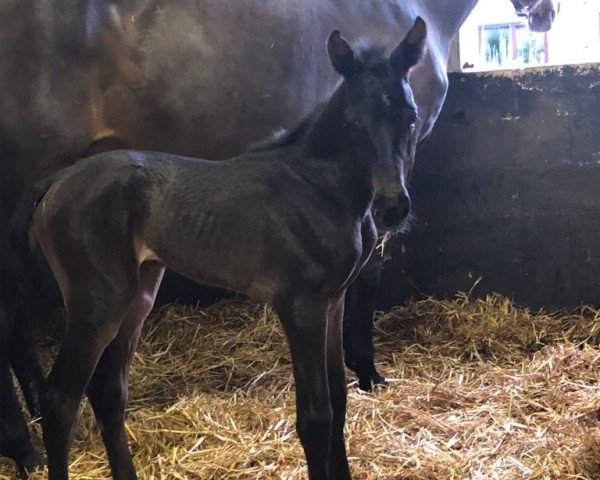 Zuchtstute Jersey van het Raafveld (Belgisches Warmblut,  , von Ugano Sitte)