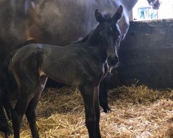 broodmare Jersey van het Raafveld (Belgian Warmblood,  , from Ugano Sitte)