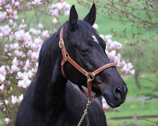 broodmare Bea (Oldenburg, 1999, from Rohdiamant)