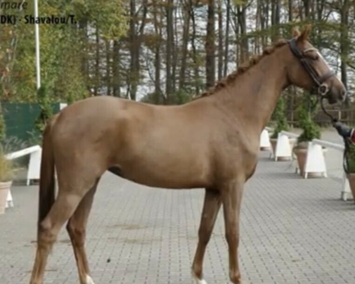 Dressurpferd Stute von Baron (DK) / Shavalou/T. (Westfale, 2018, von Blue Hors Baron)