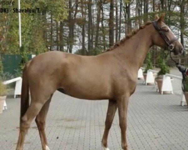 dressage horse Stute von Baron (DK) / Shavalou/T. (Westphalian, 2018, from Baron)