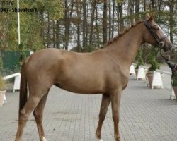 Pferd Stute von Baron (DK) / Shavalou/T. (Westfale, 2018, von Baron)