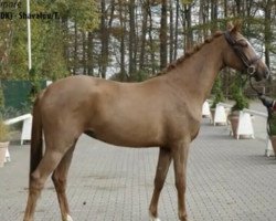 dressage horse Stute von Baron (DK) / Shavalou/T. (Westphalian, 2018, from Blue Hors Baron)