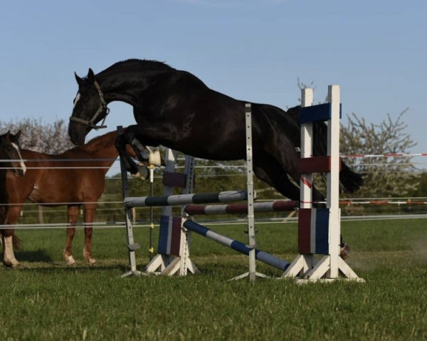 broodmare Faktors Black Beauty (Latvian Warmblood, 2008, from Faktors L)