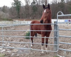 Springpferd Esmiralda (Österreichisches Warmblut, 2018, von Emerald van 't Ruytershof)