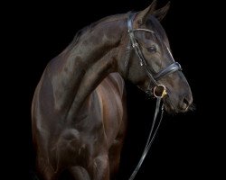 dressage horse Floretto W (Hanoverian, 2015, from Fürst Belissaro)