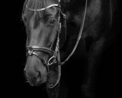 jumper Saoirse Dubh (Irish Sport Horse, 2012, from Moores Clover)