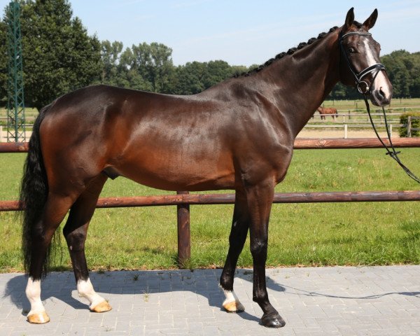 Dressurpferd Blackjack (Oldenburger, 2010, von Bordeaux 28)