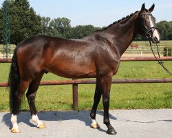 dressage horse Blackjack (Oldenburg, 2010, from Bordeaux 28)