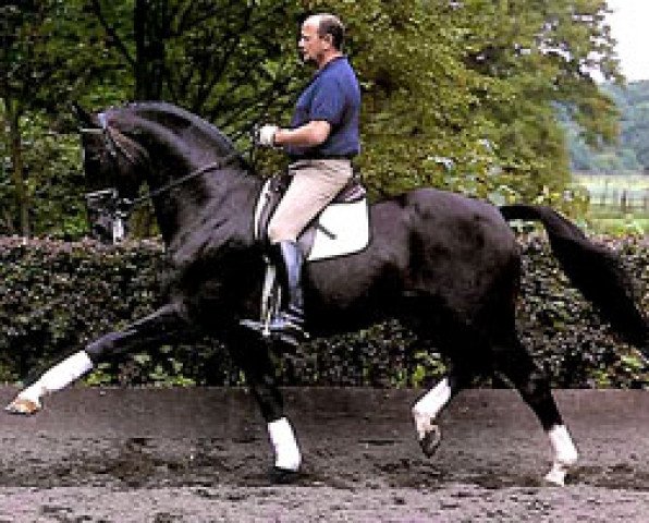 stallion Pik Bube I (Hanoverian, 1973, from Pik Koenig)