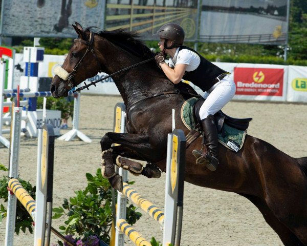 broodmare Skovlykkes Panta Kalá (Danish Warmblood, 2006, from Coronet Ask)