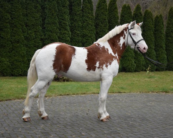 Pferd Chivas (Polnisches Warmblut, 2018)