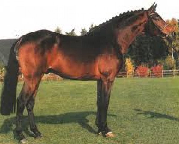 horse Landadel (Holsteiner, 1982, from Landgraf I)
