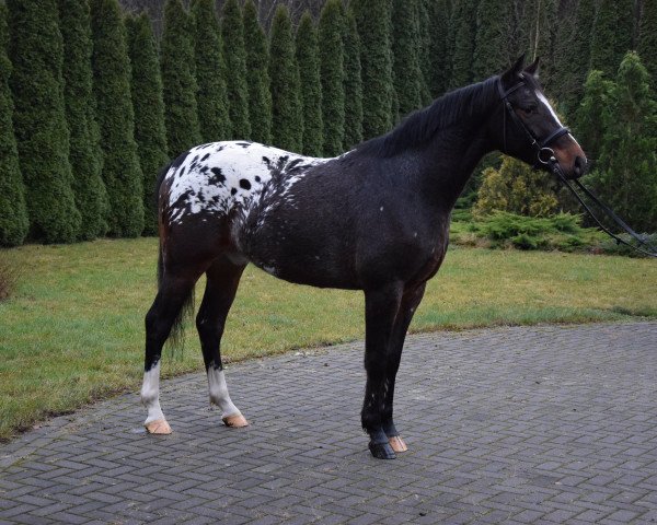 Pferd Lukier (Polnisches Warmblut, 2018)