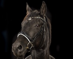 Pferd Losato (Trakehner, 2005, von Buddenbrock)