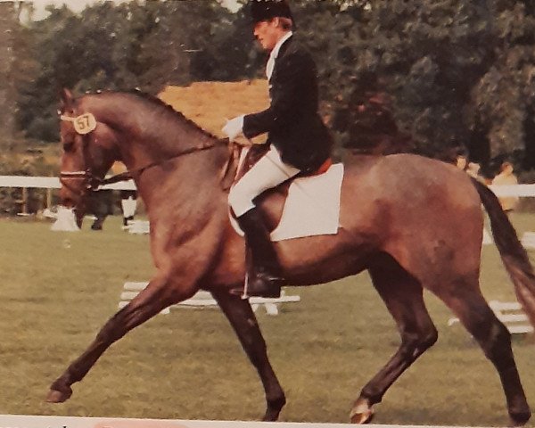 Deckhengst Pygmalion (Deutsches Reitpferd, 1981, von Patras)