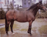 stallion Ibikus (Trakehner, 1967, from Hertilas)