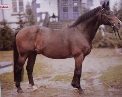 Deckhengst Ibikus (Trakehner, 1967, von Hertilas)