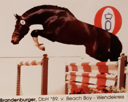 Deckhengst Brandenburger (Oldenburger, 1988, von Beach Boy)