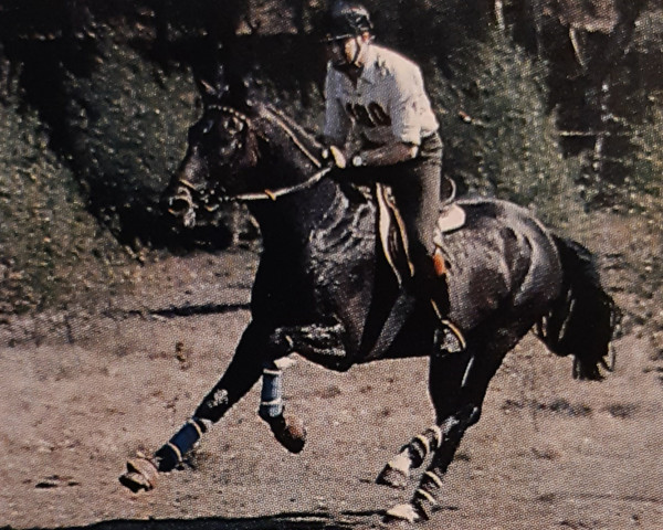 stallion Volturno (Oldenburg, 1968, from Vollkorn xx)