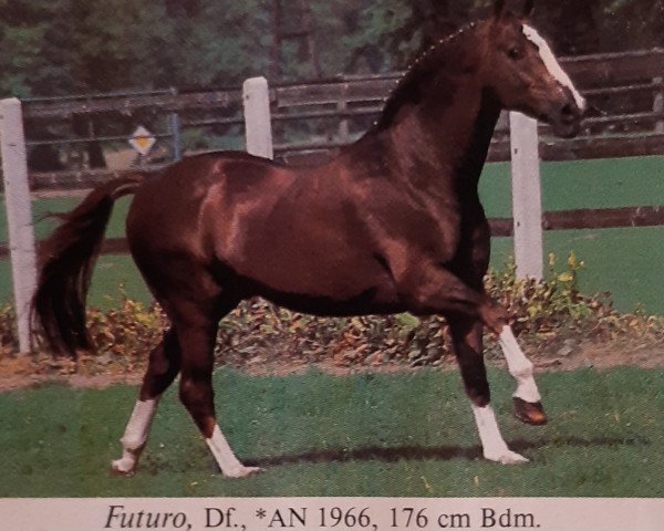 stallion Futuro (Selle Français, 1966, from Furioso xx)