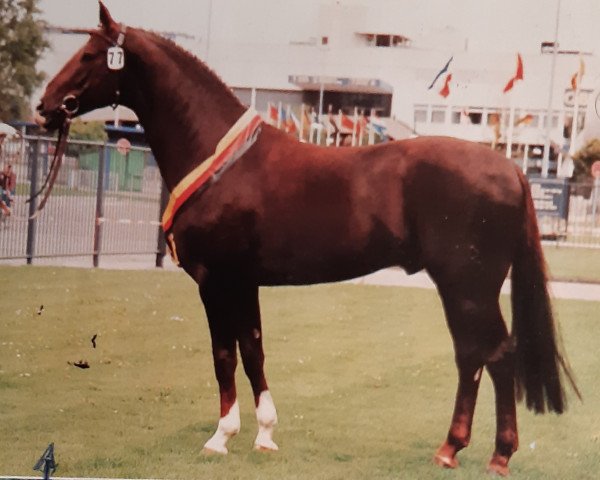stallion Donnerhall (Oldenburg, 1981, from Donnerwetter)