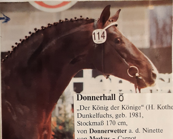 Deckhengst Donnerhall (Oldenburger, 1981, von Donnerwetter)
