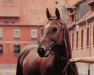 horse Woermann (Hanoverian, 1971, from Woehler)