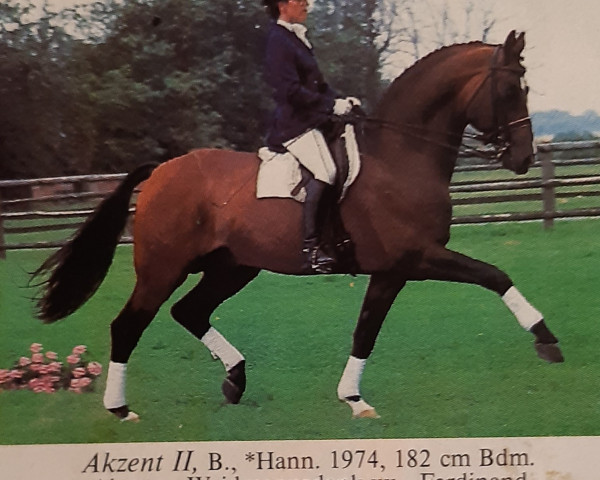 stallion Akzent II (Hanoverian, 1974, from Absatz)
