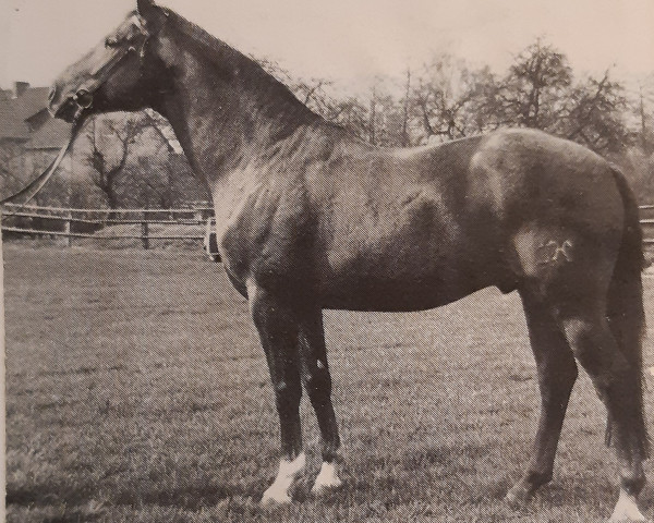 stallion Werther (Hanoverian, 1973, from Wendekreis)