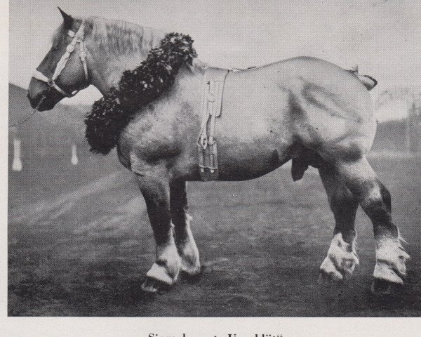 stallion Urgeblüt RS 1168 (Rhenish-German Cold-Blood, 1934, from Uranos von Neulohoff RS 937)