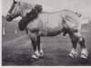 stallion Urgeblüt RS 1168 (Rhenish-German Cold-Blood, 1934, from Uranos von Neulohoff RS 937)