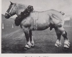 stallion Urgeblüt RS 1168 (Rhenish-German Cold-Blood, 1934, from Uranos von Neulohoff RS 937)