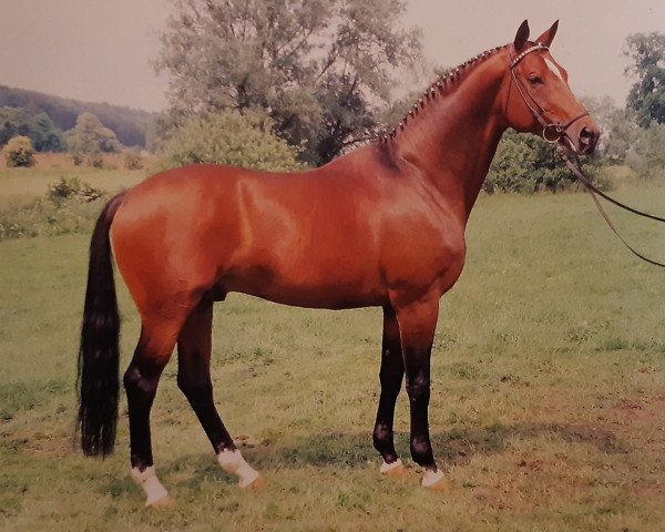 stallion Karon (Trakehner, 1981, from Arogno)