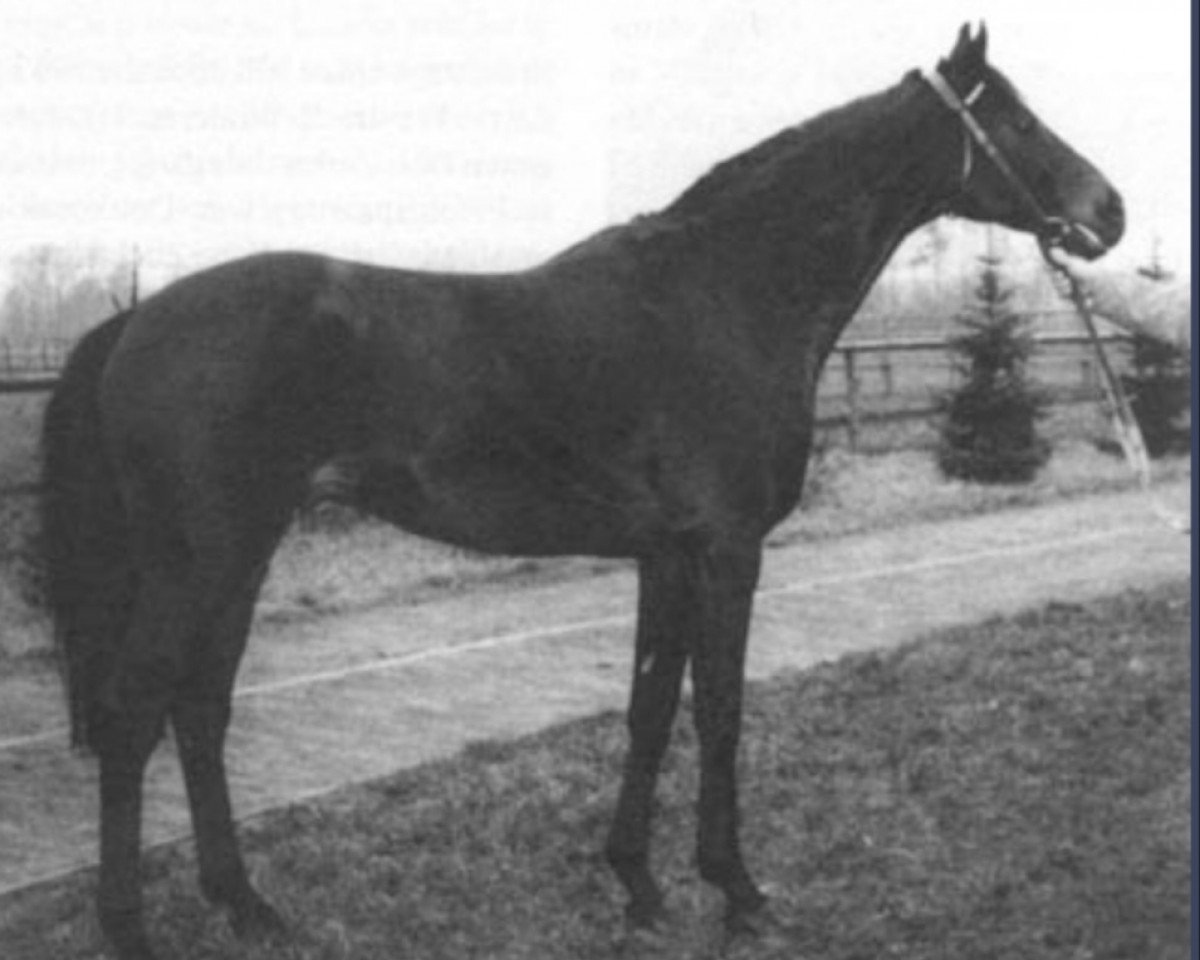 stallion Black Sky xx (Thoroughbred, 1966, from Blast xx)