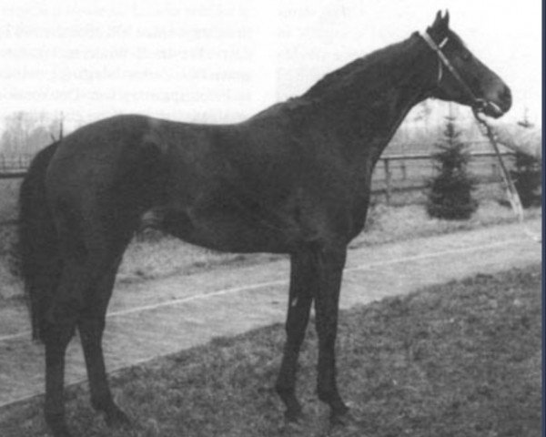 horse Black Sky xx (Thoroughbred, 1966, from Blast xx)