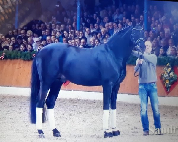 stallion Sandro Hit (Oldenburg, 1993, from Sandro Song)