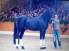 stallion Sandro Hit (Oldenburg, 1993, from Sandro Song)