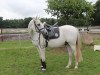 Dressurpferd Shadow 458 (GUS Warmblut, 2000)