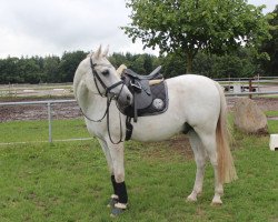 Dressurpferd Shadow 458 (GUS Warmblut, 2000)