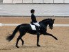 dressage horse First Felizia (Hanoverian, 2013, from Fürst Romancier)