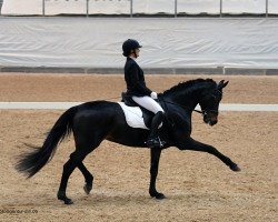 dressage horse First Felizia (Hanoverian, 2013, from Fürst Romancier)